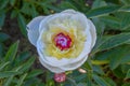 Double-flowered white Peony with purple yellow heart